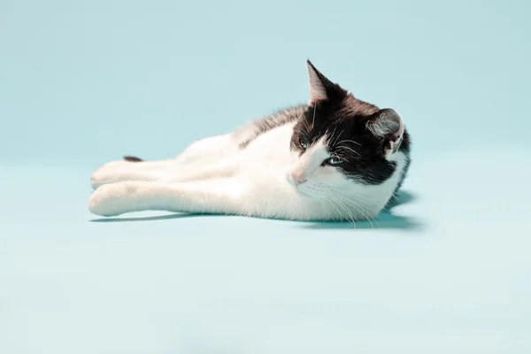 Svart och vit katt. — Stockfoto
