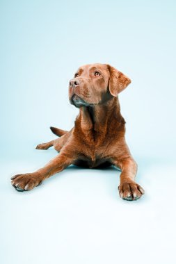 izole kahverengi labrador retriever.