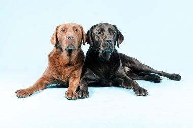 Two labrador retrievers isolated.