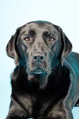 Black labrador retriever isolated.