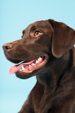 kahverengi labrador Retriever.