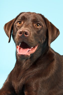 kahverengi labrador Retriever.