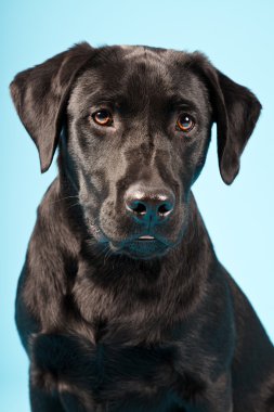 Siyah Labrador Retriever.