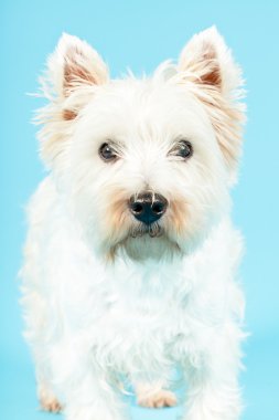 Beyaz Batı highland terrier köpek.