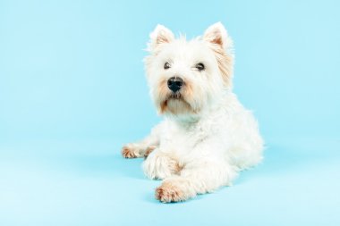 White West Highland Terrier Dog. clipart