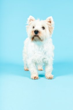 Beyaz Batı highland terrier köpek.