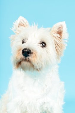 Beyaz Batı highland terrier köpek.