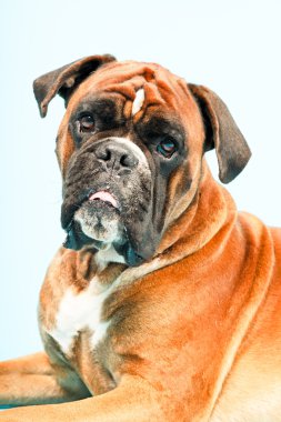 Boxer Köpek izole.