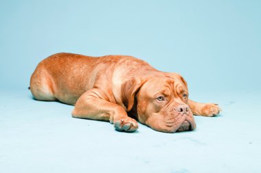 Bordeaux köpek izole.