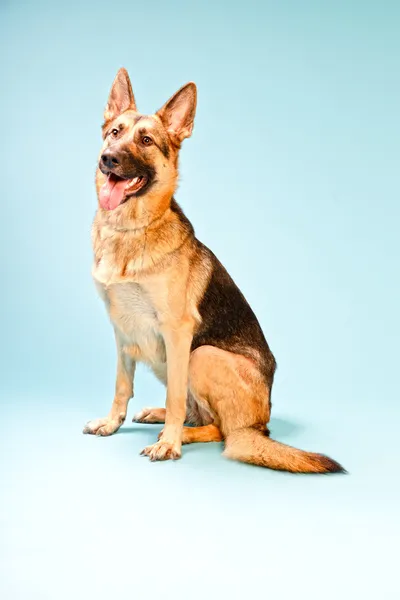 Perro pastor alemán aislado . —  Fotos de Stock
