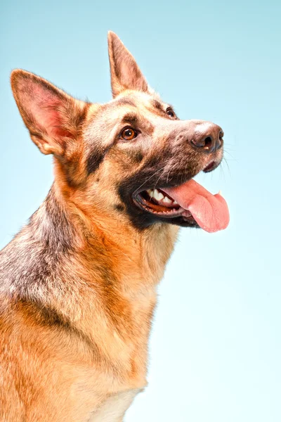 Duitse shepard hond geïsoleerd. — Stockfoto