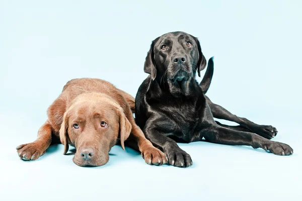 Zwei Labrador-Retriever isoliert. — Stockfoto