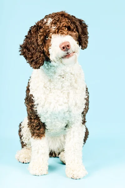Hvit, brun, spansk vannhund . – stockfoto