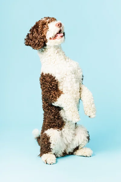 White brown spanish waterdog. — Stock Photo, Image