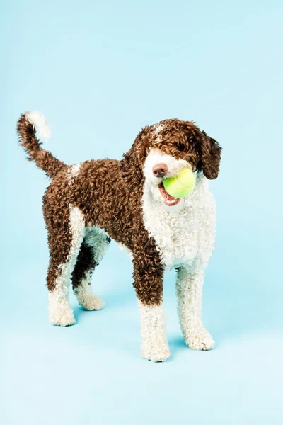 Weißer brauner spanischer Wasserhund. — Stockfoto