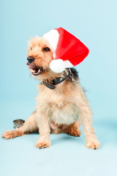 Yorkshire terrier dog. — Stock Photo, Image