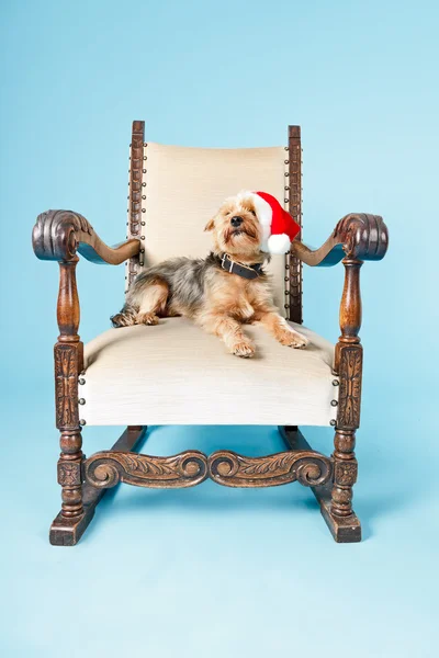 Yorkshire terrier dog. — Stock Photo, Image