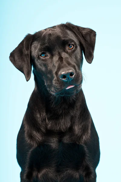 Schwarzer Labrador-Retriever. — Stockfoto