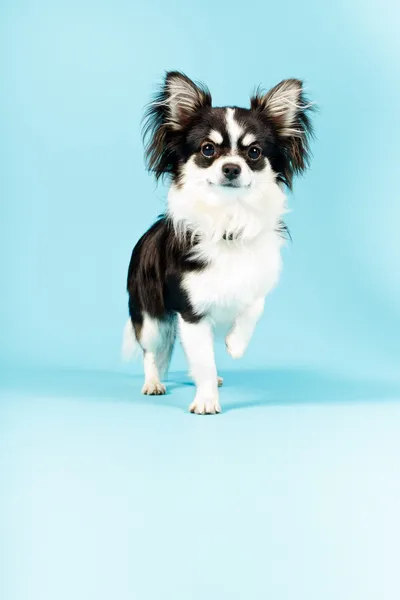 Schwarz-weißer Chihuahua-Hund. — Stockfoto