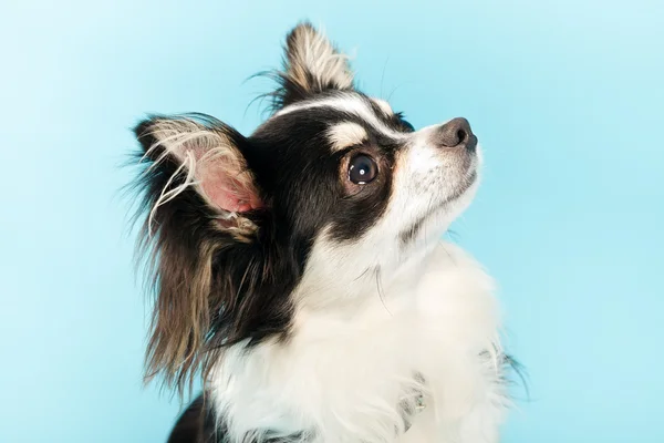 Schwarz-weißer Chihuahua-Hund. — Stockfoto