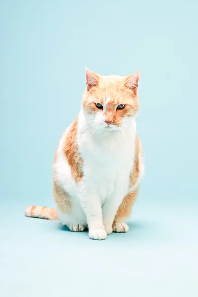 White red spotted domestic cat. — Stock Photo, Image