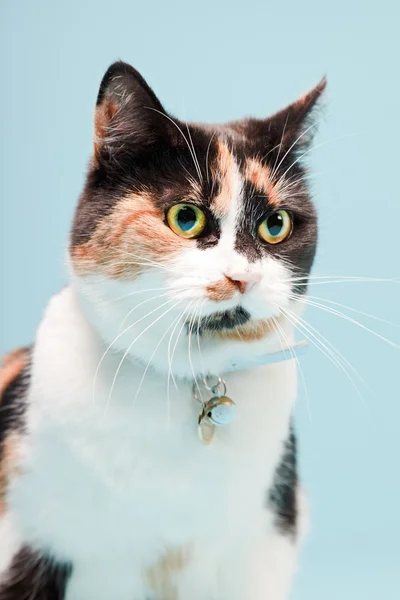 Spotted domestic cat. — Stock Photo, Image