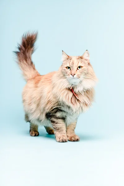 Main coon katt. — Stockfoto