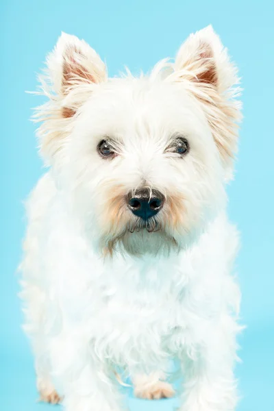 Bianco West Highland Terrier Dog . — Foto Stock