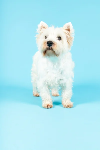White West Highland Terrier Dog. — Stock Photo, Image