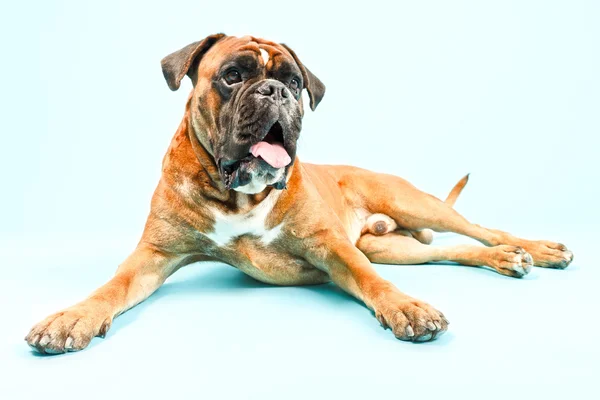 Boxer cane isolato . — Foto Stock