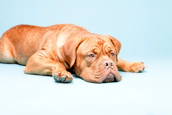 Bordeaux dog isolated. — Stock Photo, Image