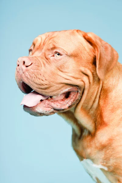 stock image Bordeaux dog isolated.