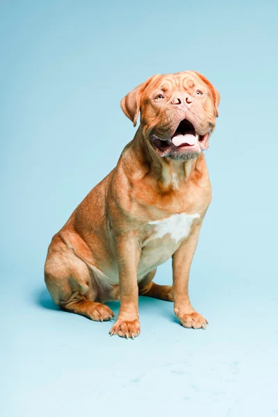 stock image Bordeaux dog isolated.