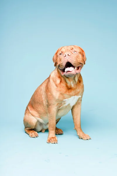 Bordeaux dog isolated. — Stock Photo, Image