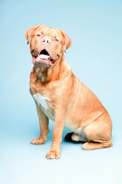 Bordeaux, samostatný pes. — Stock fotografie