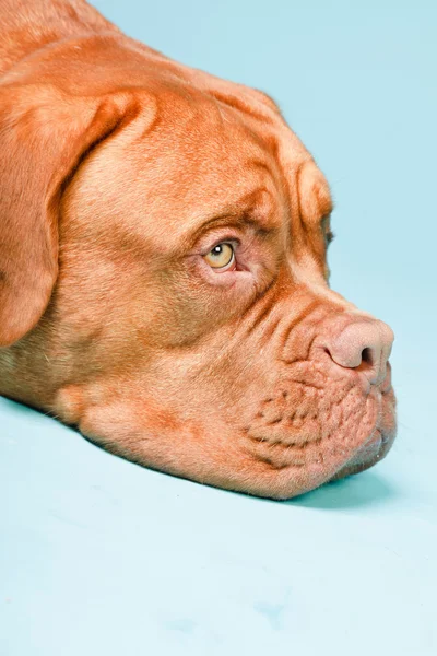 Изолированная бордовская собака . — стоковое фото