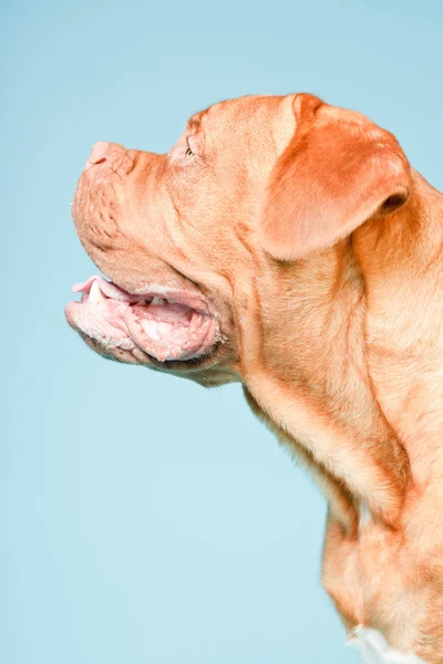 stock image Bordeaux dog isolated.