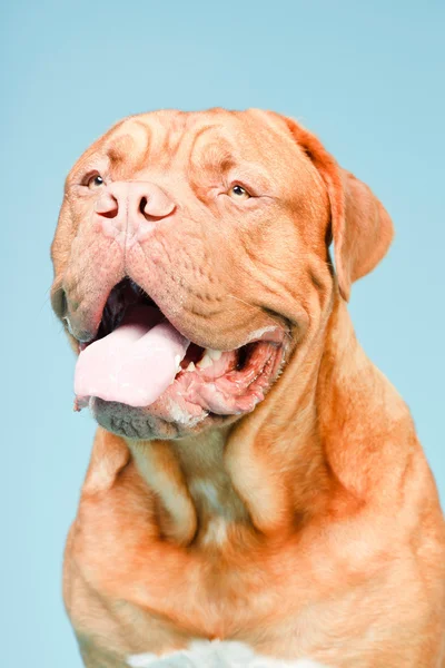 Bordeaux Hund isoliert. — Stockfoto