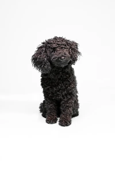 Little black poodle dog. — Stock Photo, Image