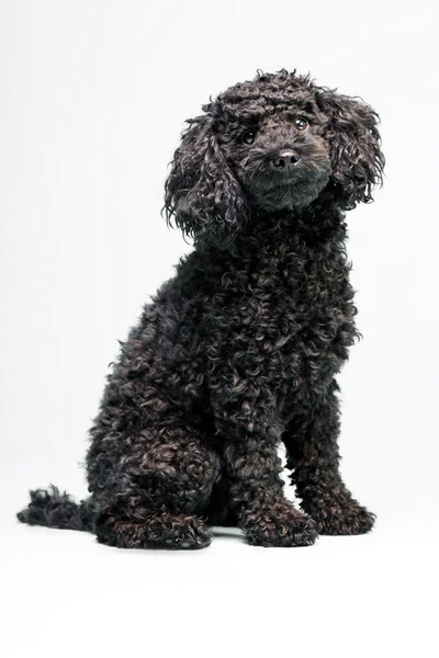 Kis fekete uszkár kutya. — Stock Fotó
