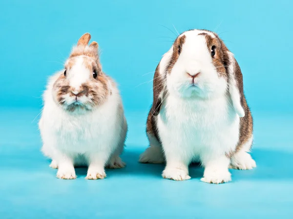 Two white brown rabbits. — Stock Photo, Image
