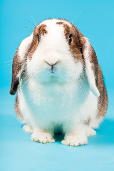 White brown rabbit. — Stock Photo, Image