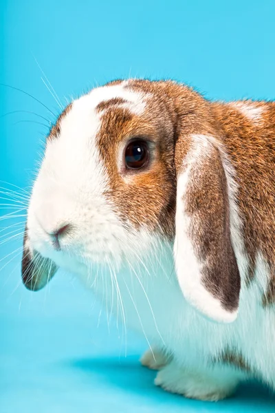 White brown rabbit. — Stock Photo, Image