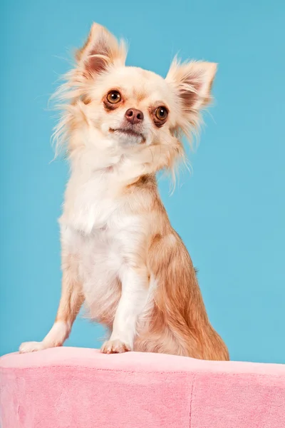 Chihuahua dog. — Stock Photo, Image