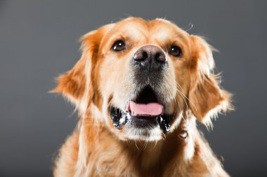 Golden retriever köpeği.