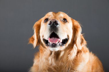 Golden retriever köpeği.