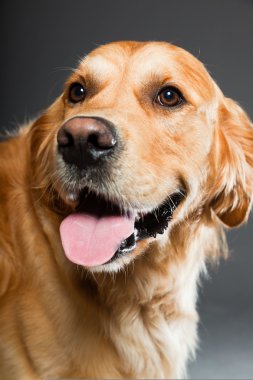 Golden retriever köpeği.