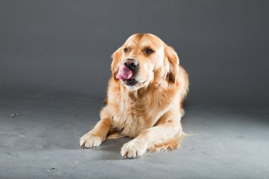 Golden retriever köpeği.