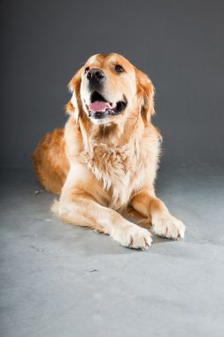 Golden retriever köpeği.