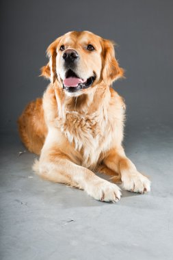 Golden retriever köpeği.